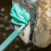 Bovi Hoof ECO glue klovlim
