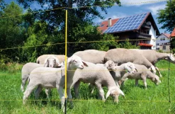 Fårehegn, Easynet