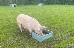 Galvaniseret foder- og vandtrug, 60 liter