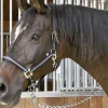 Grime, pony