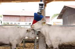 HappyCow kobørste, Flexi Swing
