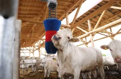 HappyCow kobørste, Flexi Swing