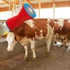 HappyCow kobørste, Uno