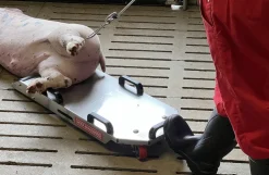 Kadavervogn, Transporker