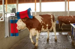 Kobørste, HappyCow Duo