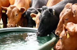 Marktrug 1.000 liter