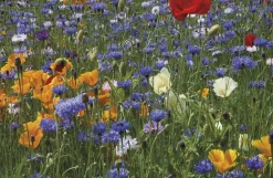 Turfline frøblanding landmandens blomster 0,7 kg